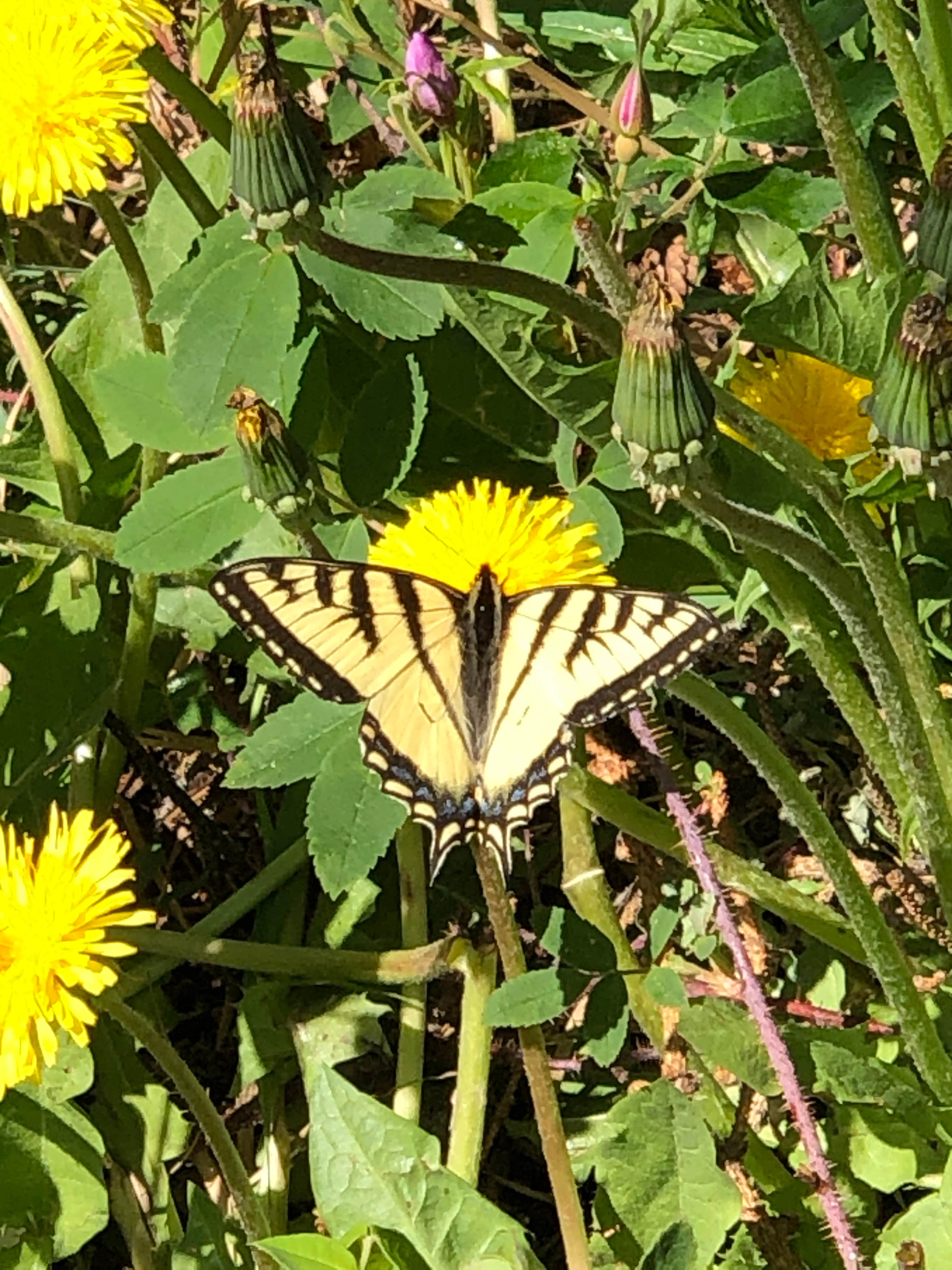 Camper-submitted photo at Tustamena Lake Campground near Ninilchik, AK
