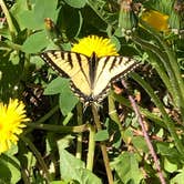 Review photo of Tustamena Lake Campground by Michael H., June 22, 2021