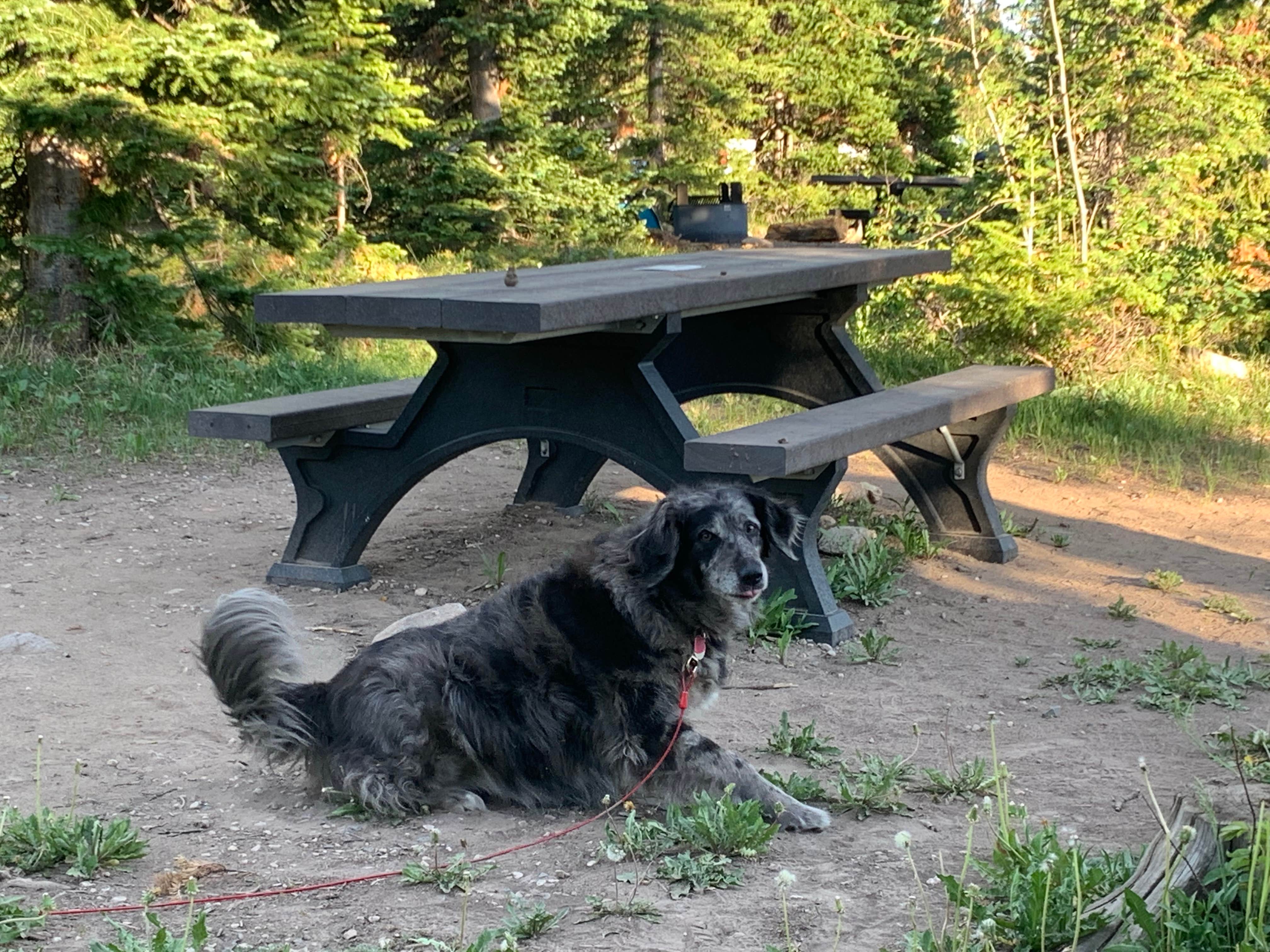 Camper submitted image from Medicine Bow National Forest Ryan Park Campground - 1