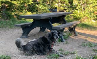 Michelle G.'s photo of camping with pets at Medicine Bow National Forest Ryan Park Campground near Elk Mountain, WY