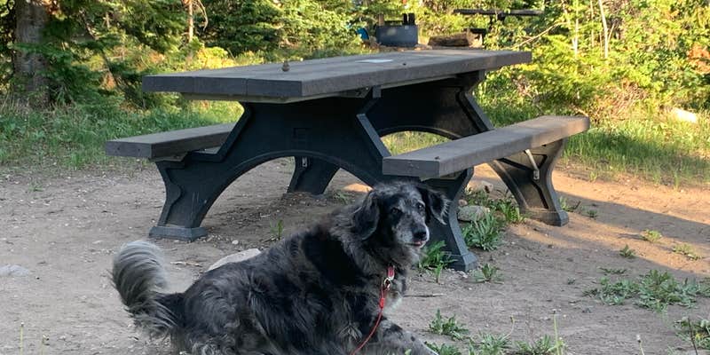 Camper submitted image from Medicine Bow National Forest Ryan Park Campground