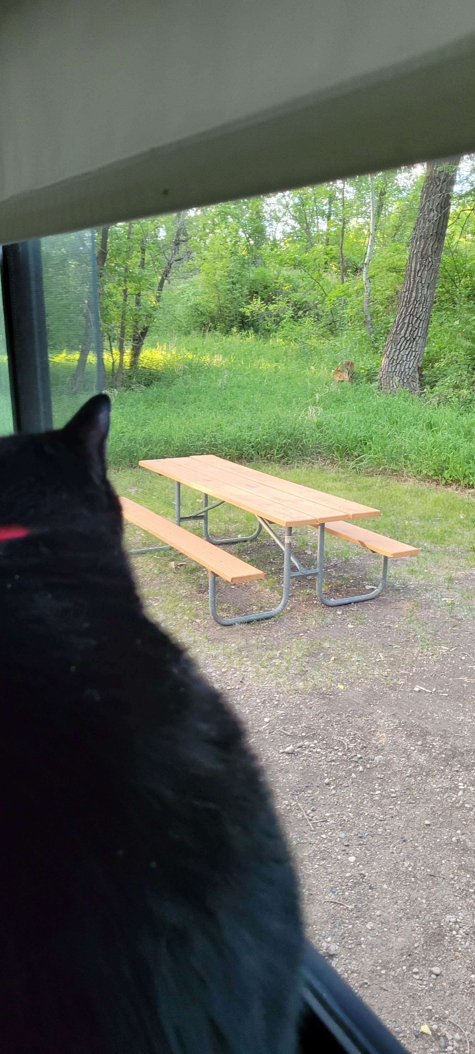 Sue G.'s photo of camping with pets at Turtle River State Park Campground in North Dakota