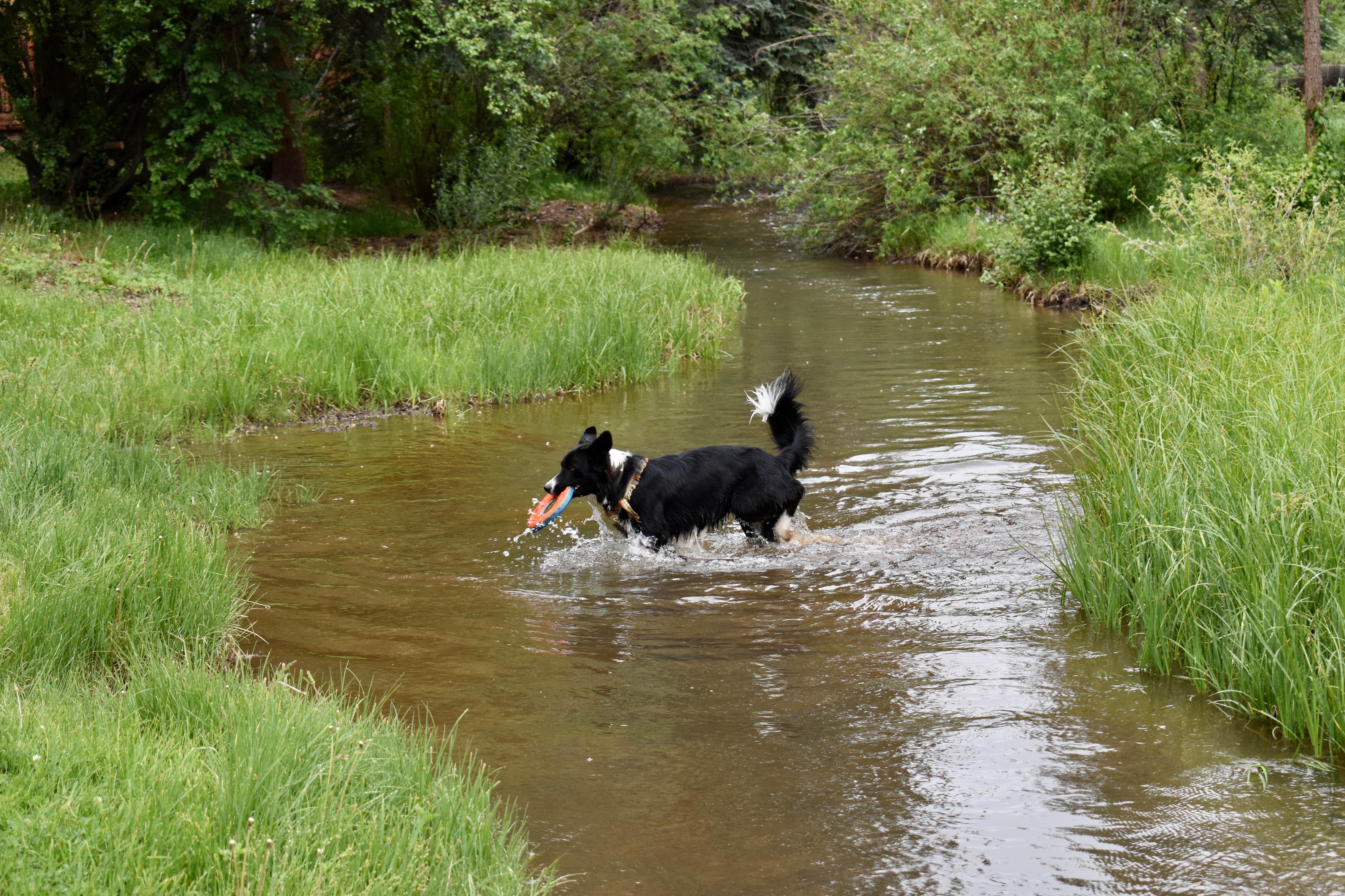 Jacky D.'s photo of camping with pets at Glen Isle Resort near Grant, CO