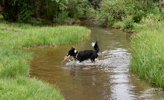 Jacky D.'s photo of camping with pets at Glen Isle Resort in Colorado