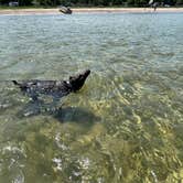 Review photo of Burt Lake State Park Campground by Myron M., June 22, 2021