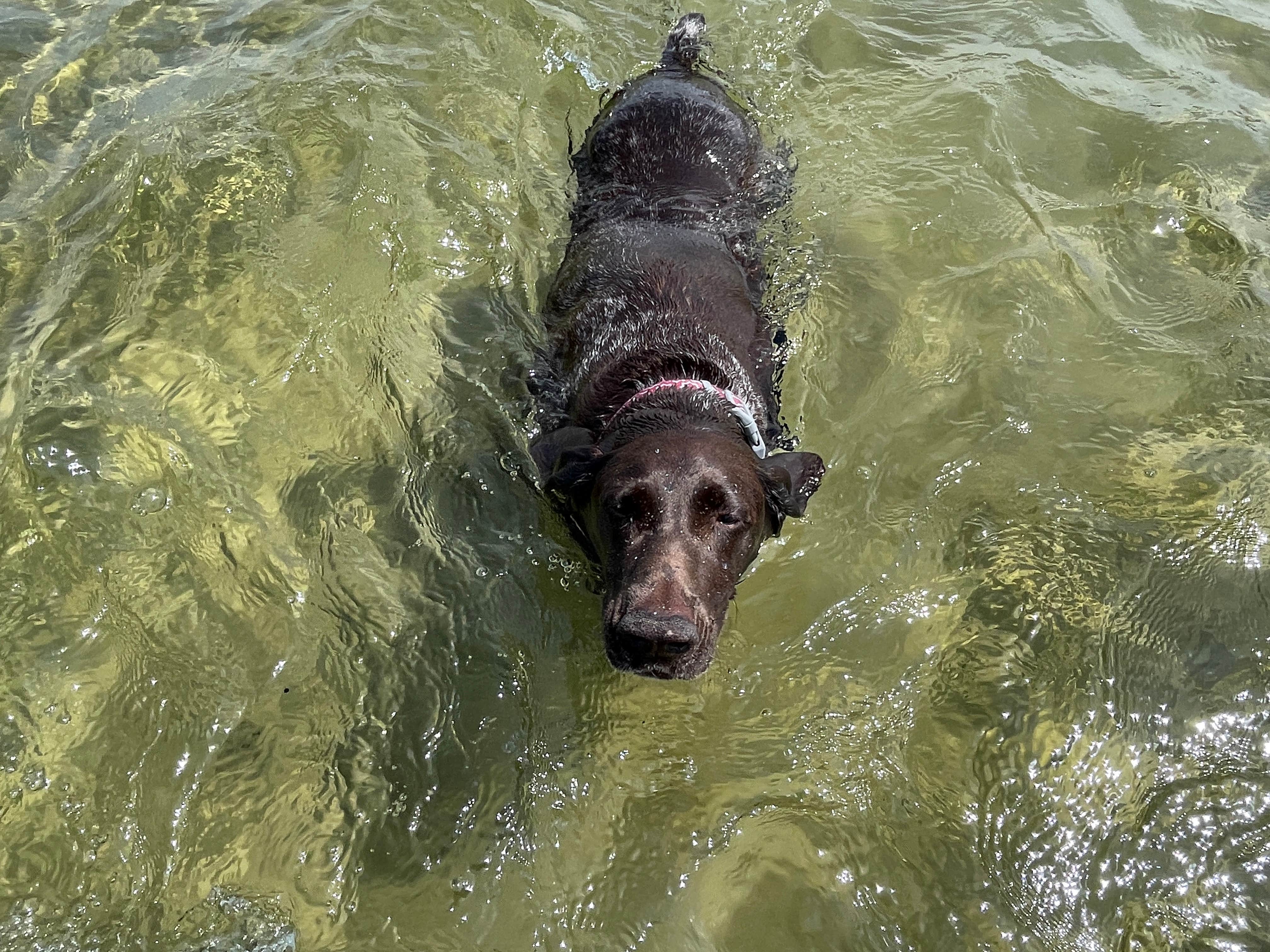Myron M.'s photo of camping with pets at Burt Lake State Park Campground near Petoskey, MI