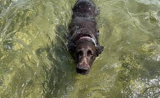 Myron M.'s photo of camping with pets at Burt Lake State Park Campground near Petoskey, MI