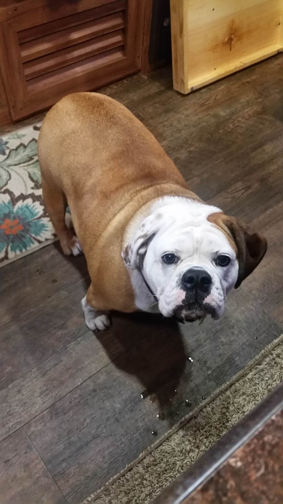 rich  E.'s photo of camping with pets at Yogi Bear's Jellystone Park Mill Run near Pittsburgh, PA