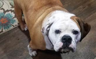 rich E.'s photo of camping with pets at Yogi Bear's Jellystone Park Mill Run in Pennsylvania