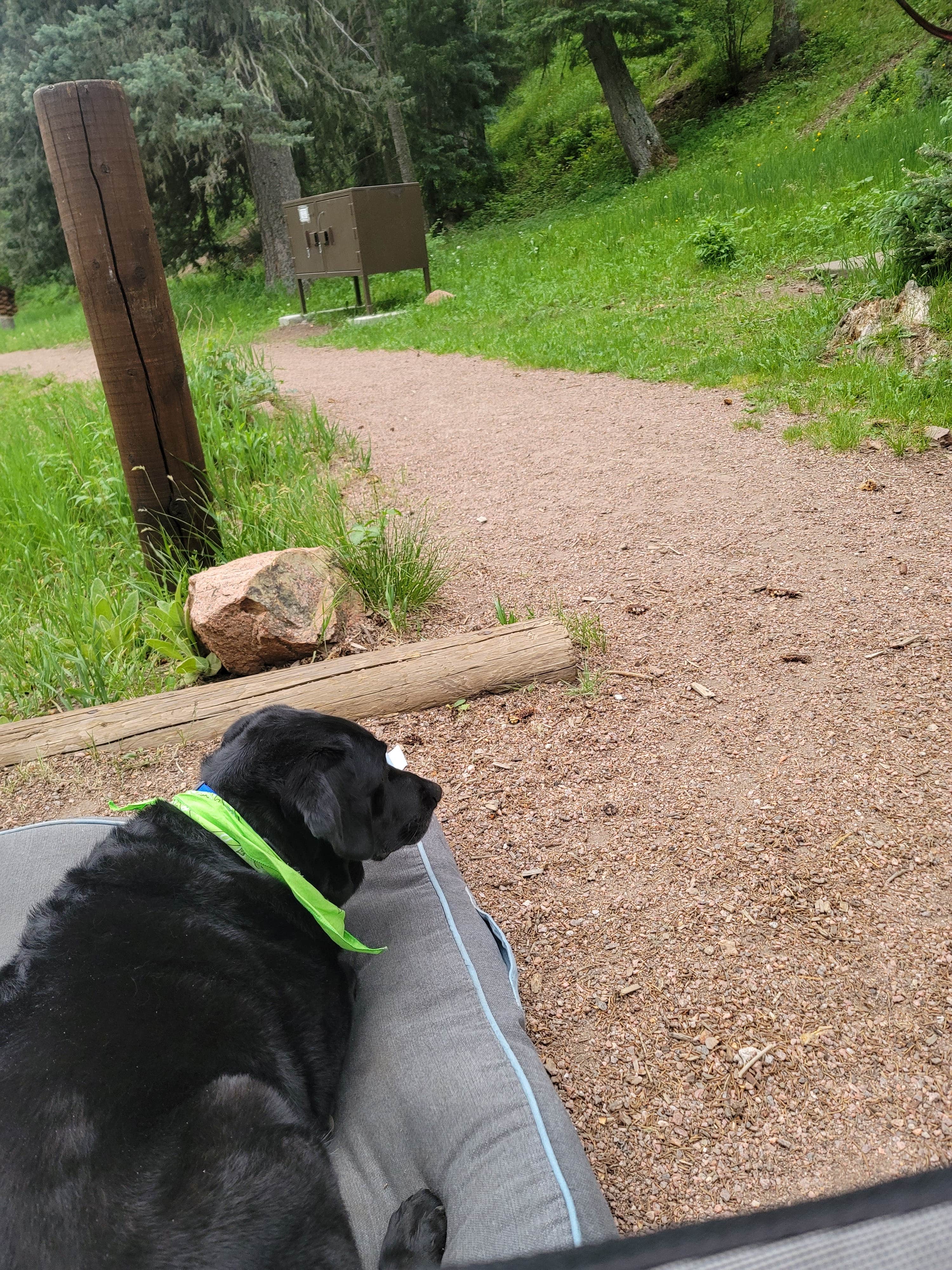 Maria L.'s photo of camping with pets at Davenport Campground near Westcliffe, CO