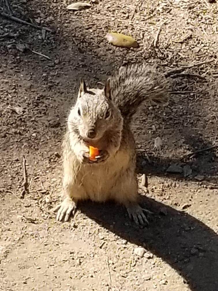 Marcy M.'s photo of camping with pets at Dos Picos County Park near Poway, CA