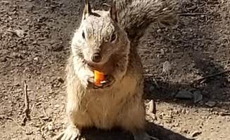 Marcy M.'s photo of camping with pets at Dos Picos County Park near Cardiff-by-the-Sea, CA