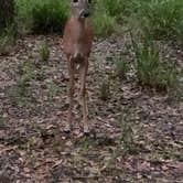 Review photo of Manatee Springs State Park Campground by Caitlin H., June 22, 2021