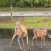 Review photo of Manatee Springs State Park Campground by Caitlin H., June 22, 2021