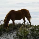 Review photo of Assateague State Park Campground by Emily T., June 22, 2021