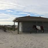 Review photo of Assateague State Park Campground by Emily T., June 22, 2021