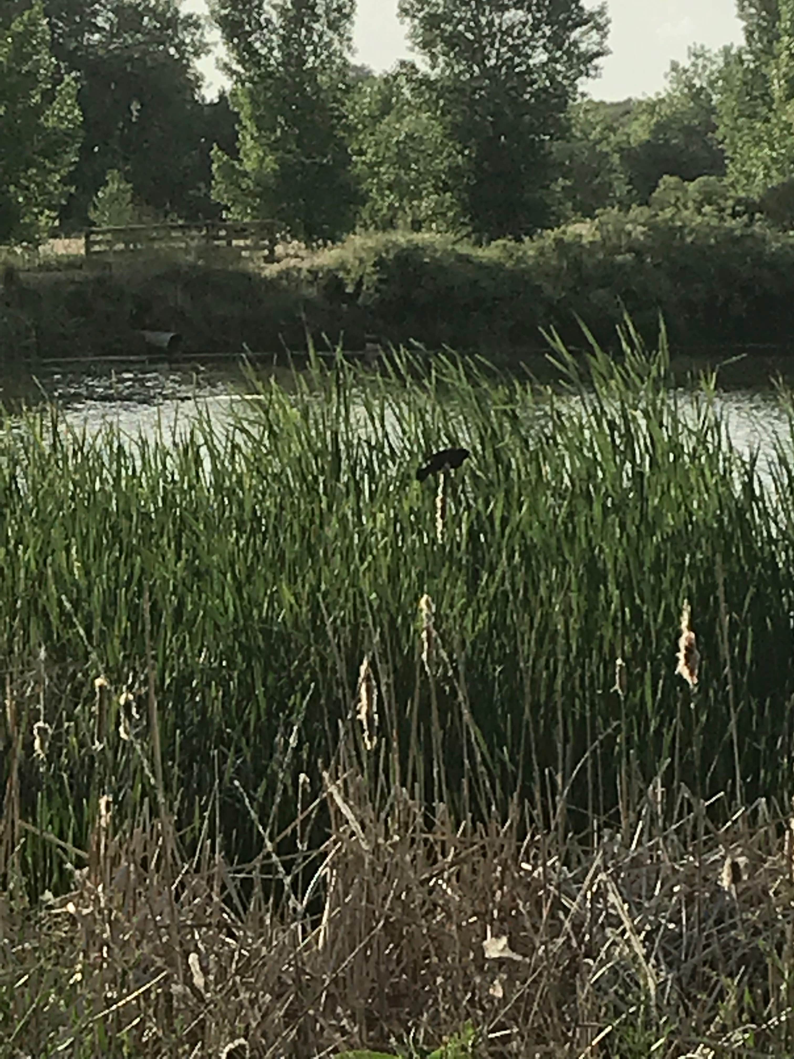 Camper submitted image from St. Vrain State Park Campground - 2