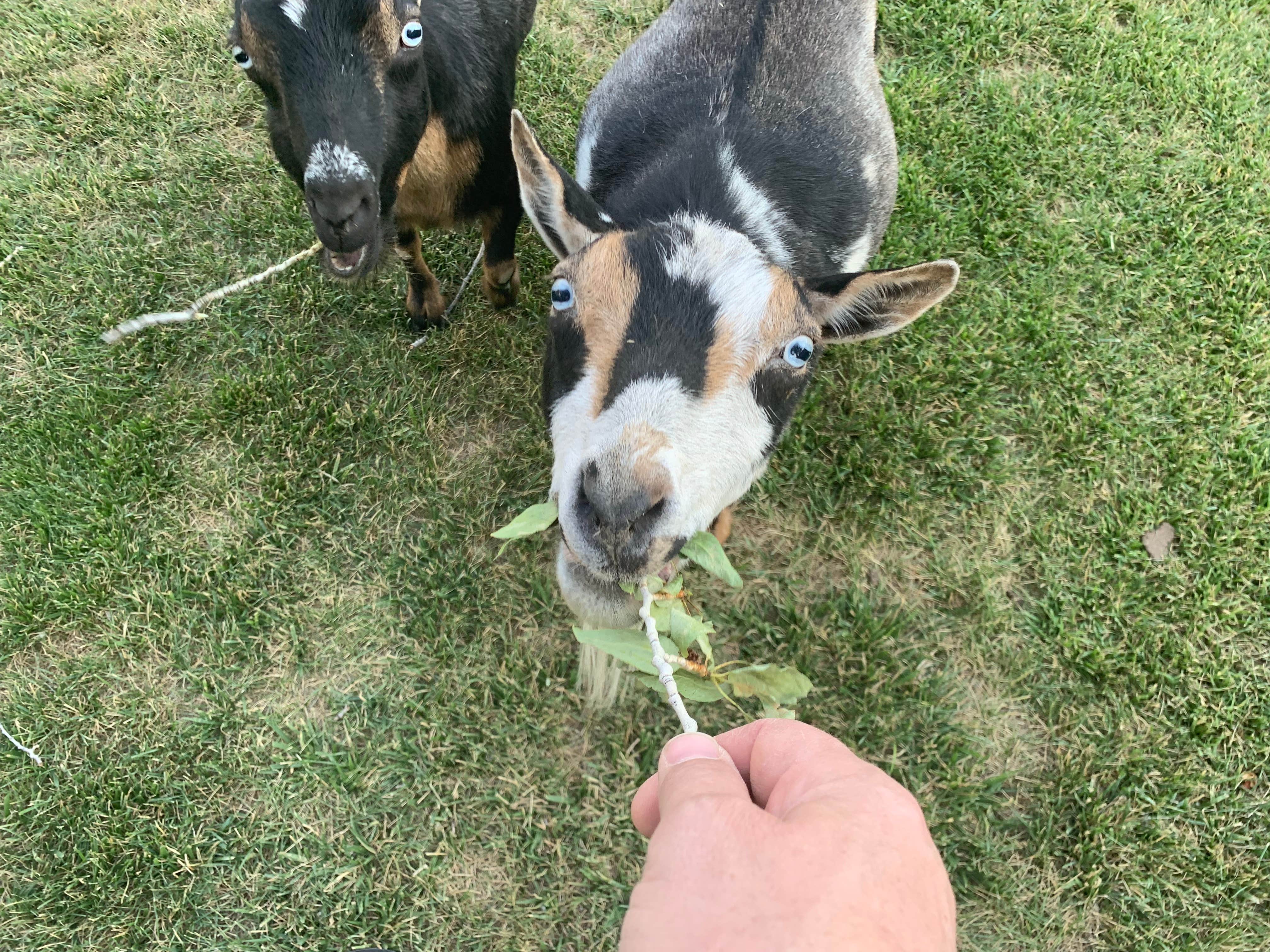 Camper submitted image from Gunnison KOA - 1