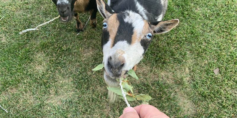 Camper submitted image from Gunnison KOA