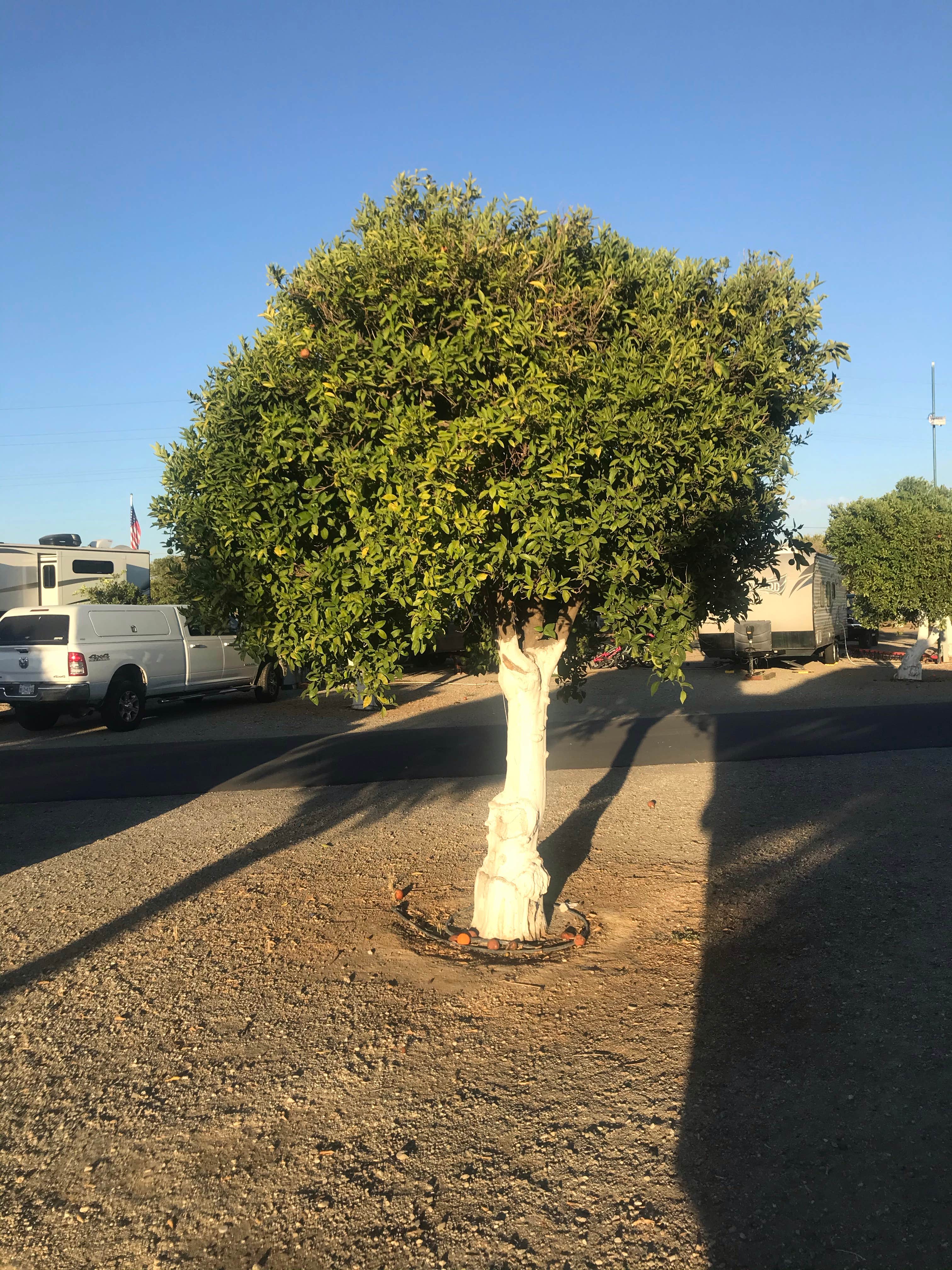 Camper submitted image from Orange Grove RV Park - 4