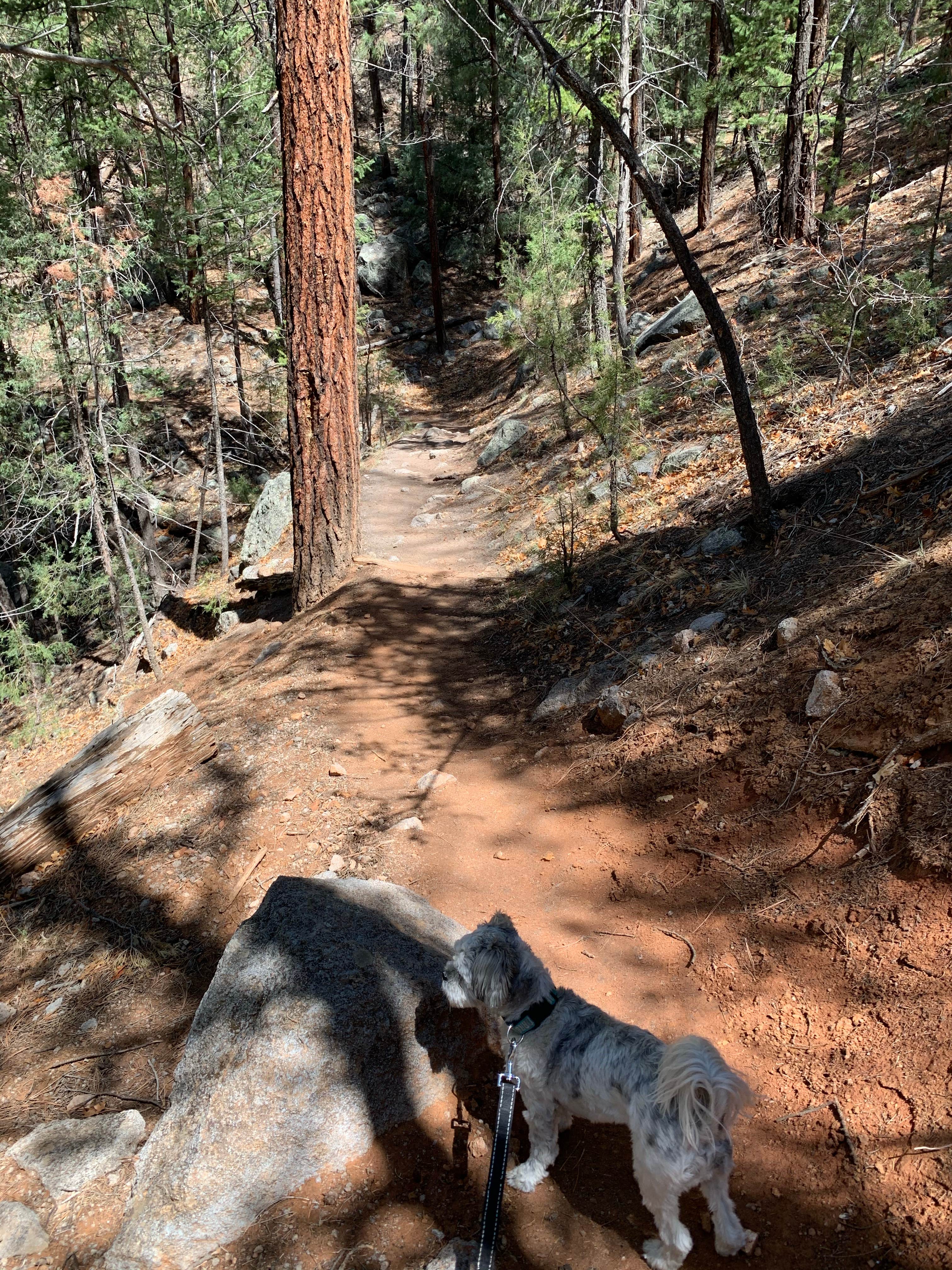 Karla Y.'s photo of camping with pets at Jemez Falls Campground near White Rock, NM