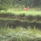 Review photo of Jackson County East Arbutus Campground by Michael  L., June 23, 2021