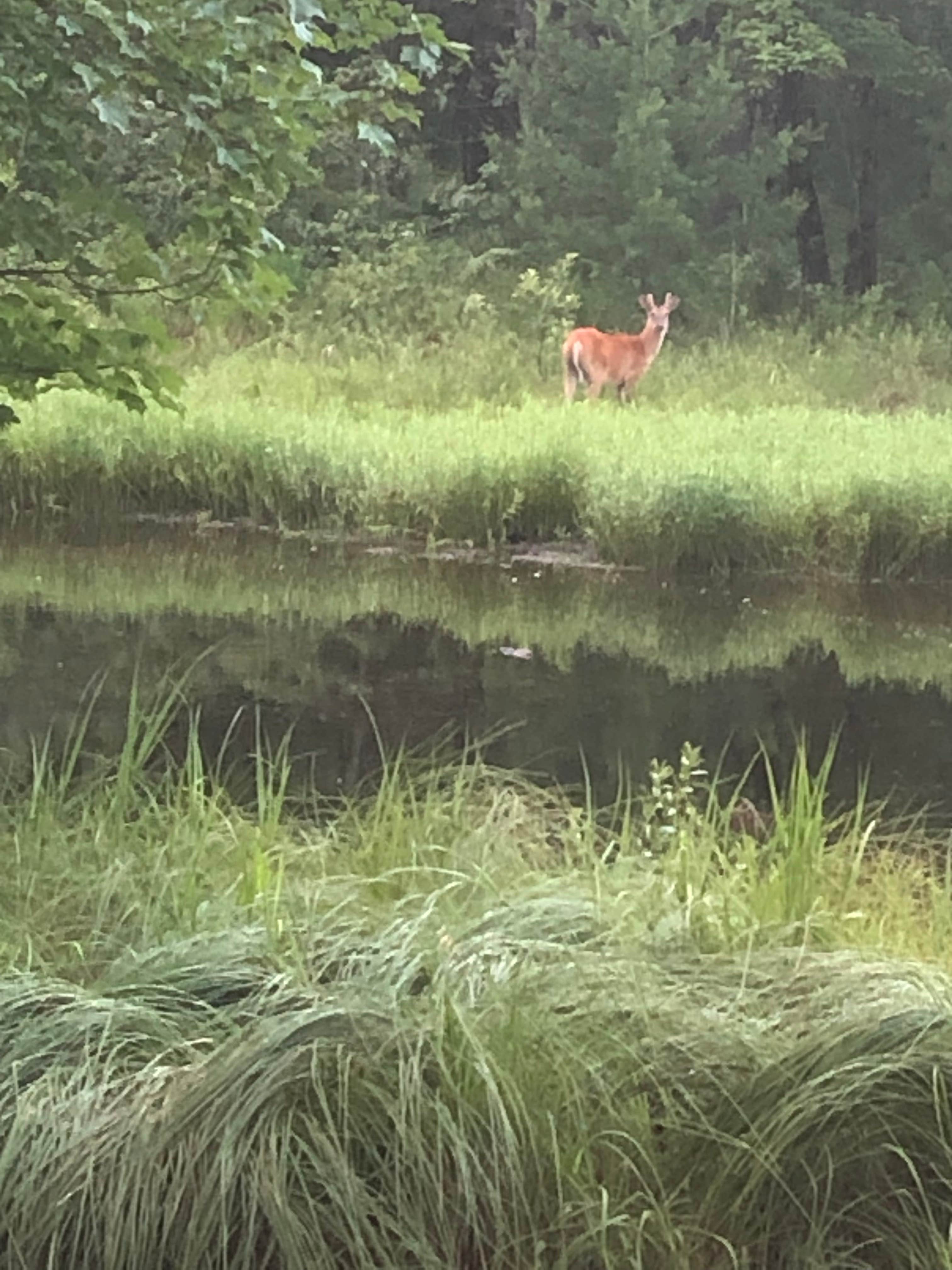 Camper submitted image from Jackson County East Arbutus Campground - 1