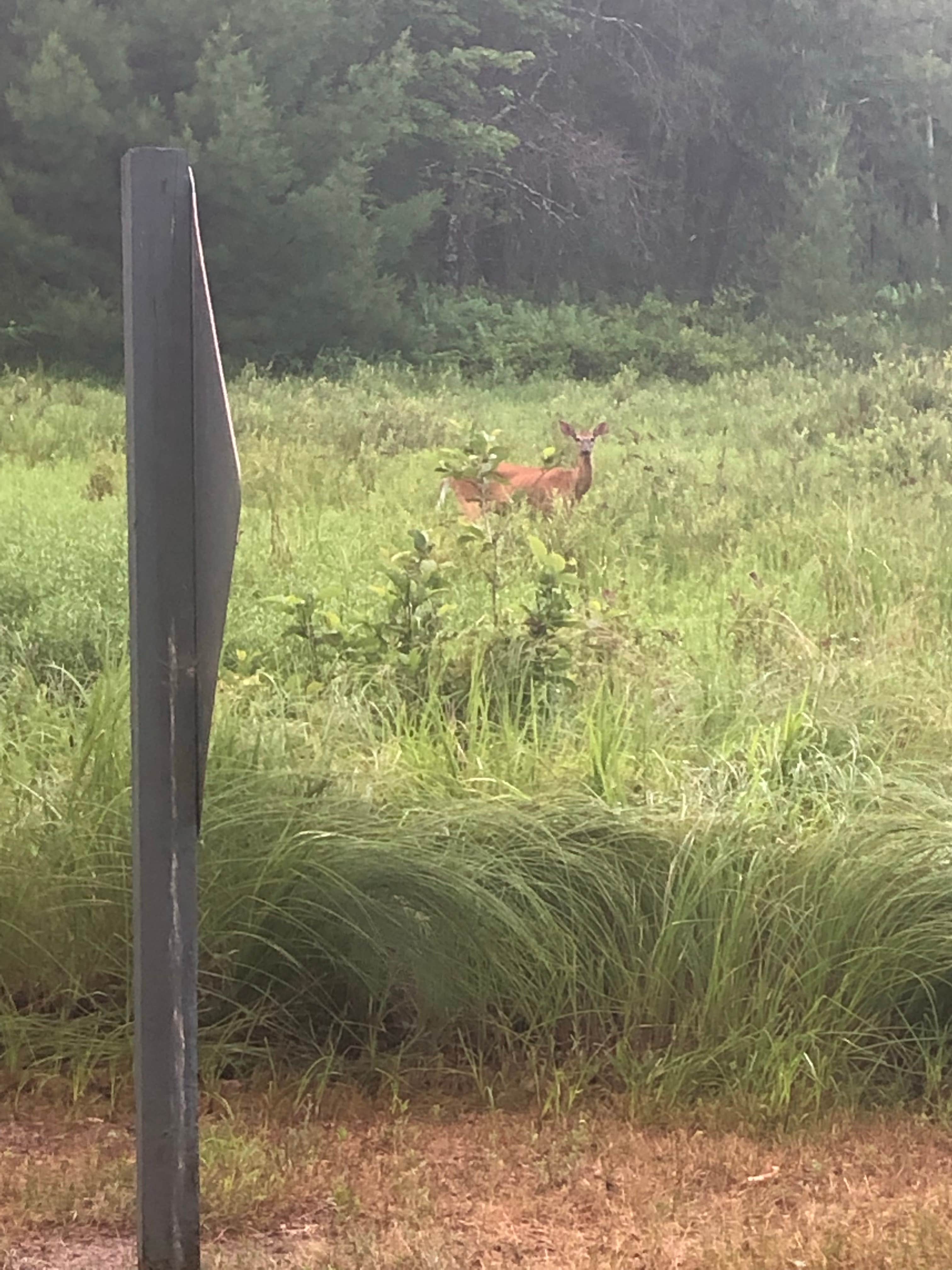 Camper submitted image from Jackson County East Arbutus Campground - 4