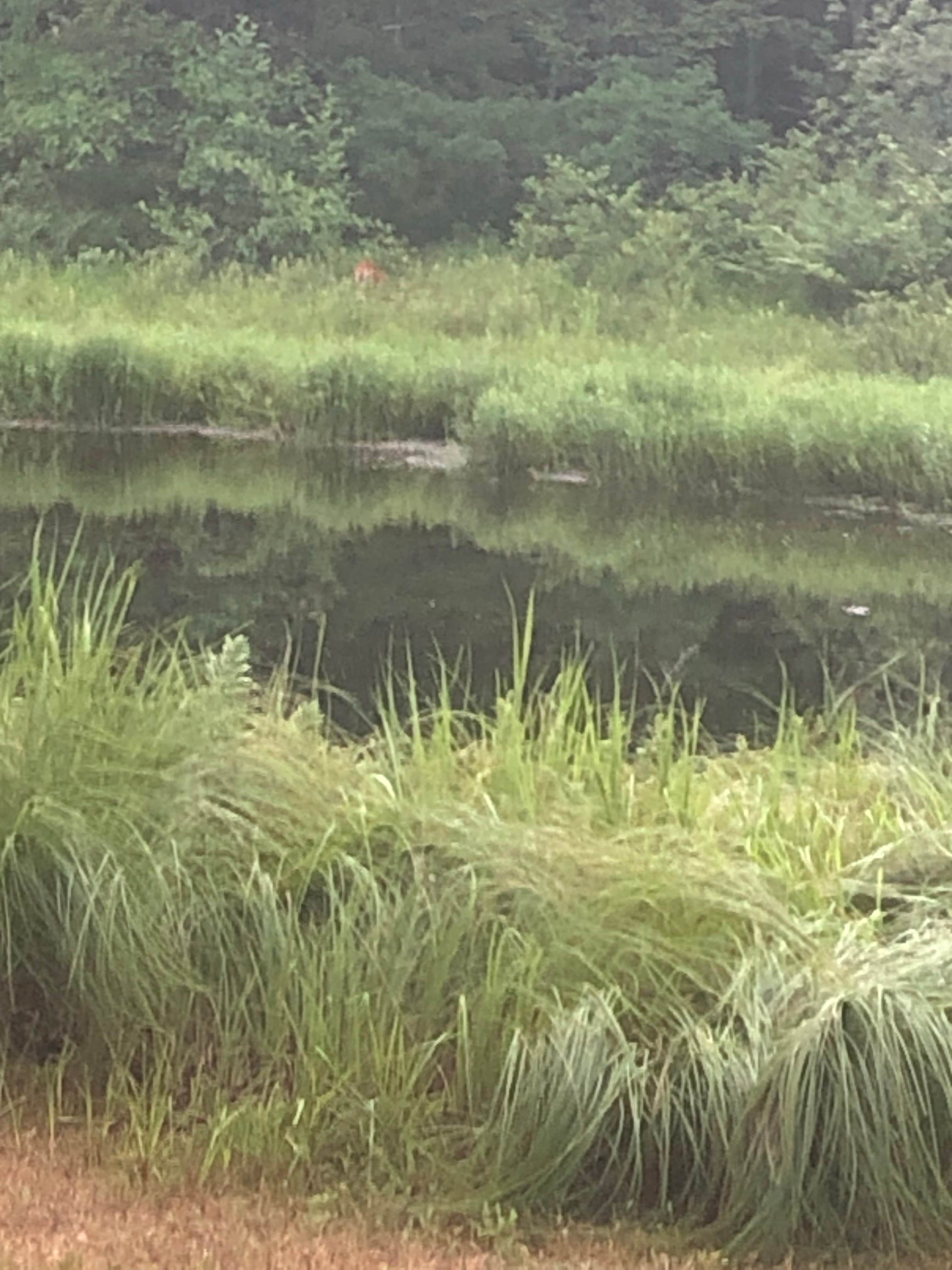 Camper-submitted photo at Jackson County East Arbutus Campground near Marshfield, WI