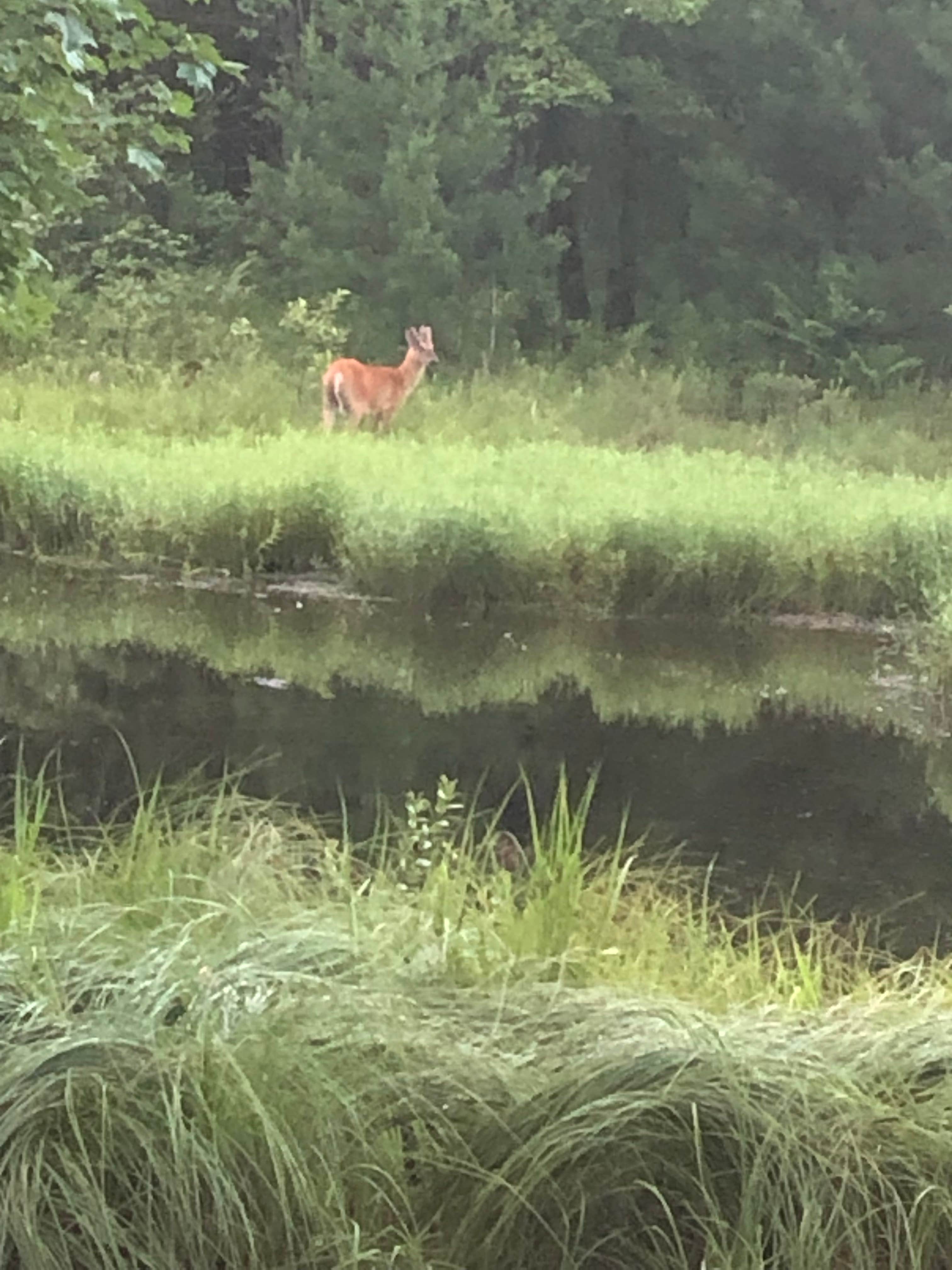 Camper-submitted photo at Jackson County East Arbutus Campground near Marshfield, WI