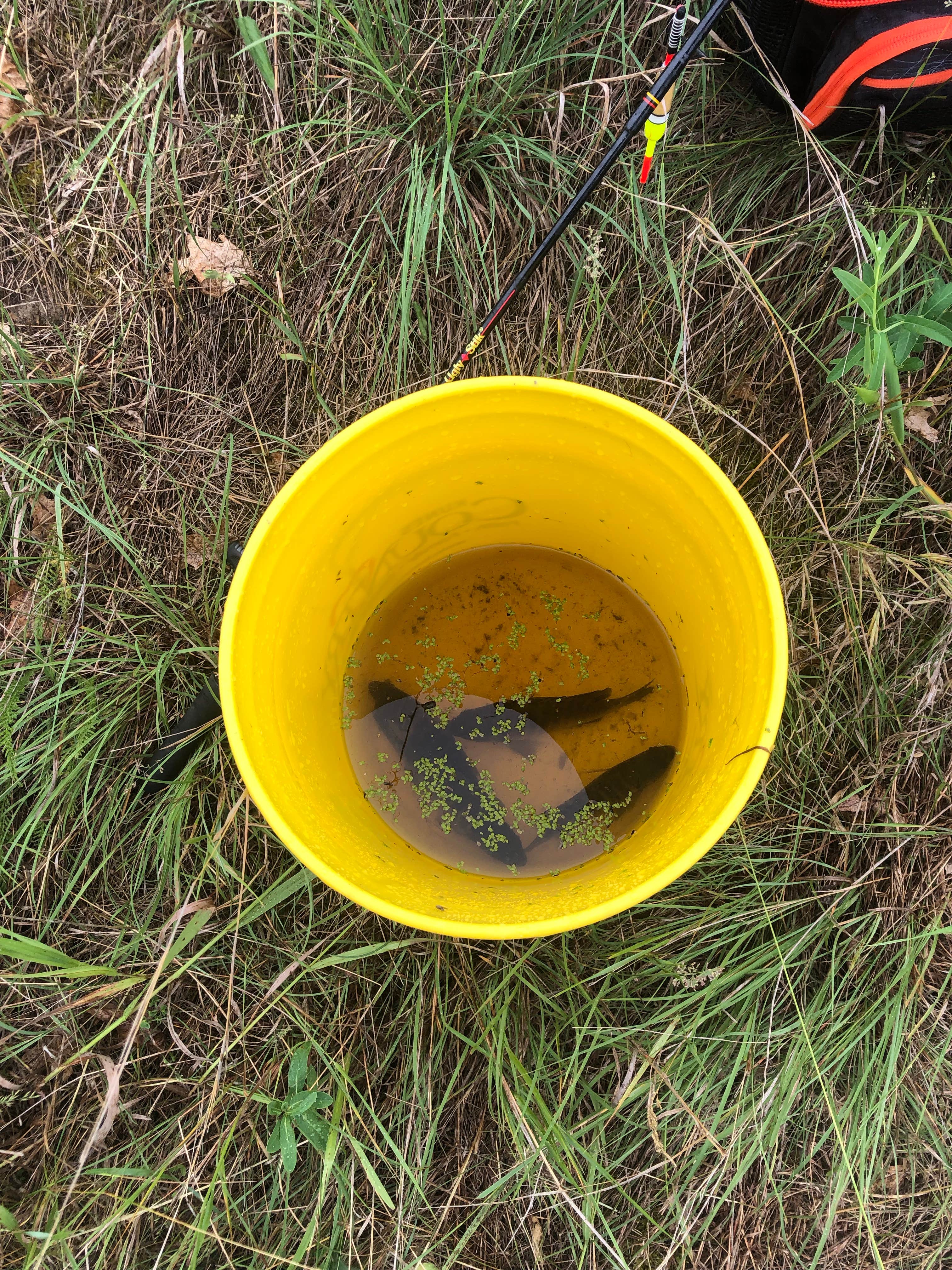 Camper-submitted photo at Jackson County East Arbutus Campground near Marshfield, WI