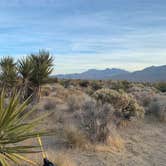 Review photo of Mojave Cross Dispersed — Mojave National Preserve by Brad C., June 23, 2021