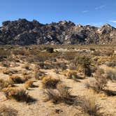 Review photo of Mojave Cross Dispersed — Mojave National Preserve by Brad C., June 23, 2021