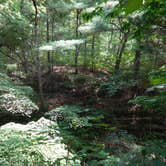 Review photo of Starved Rock Campground — Starved Rock State Park by Debra M., June 23, 2021