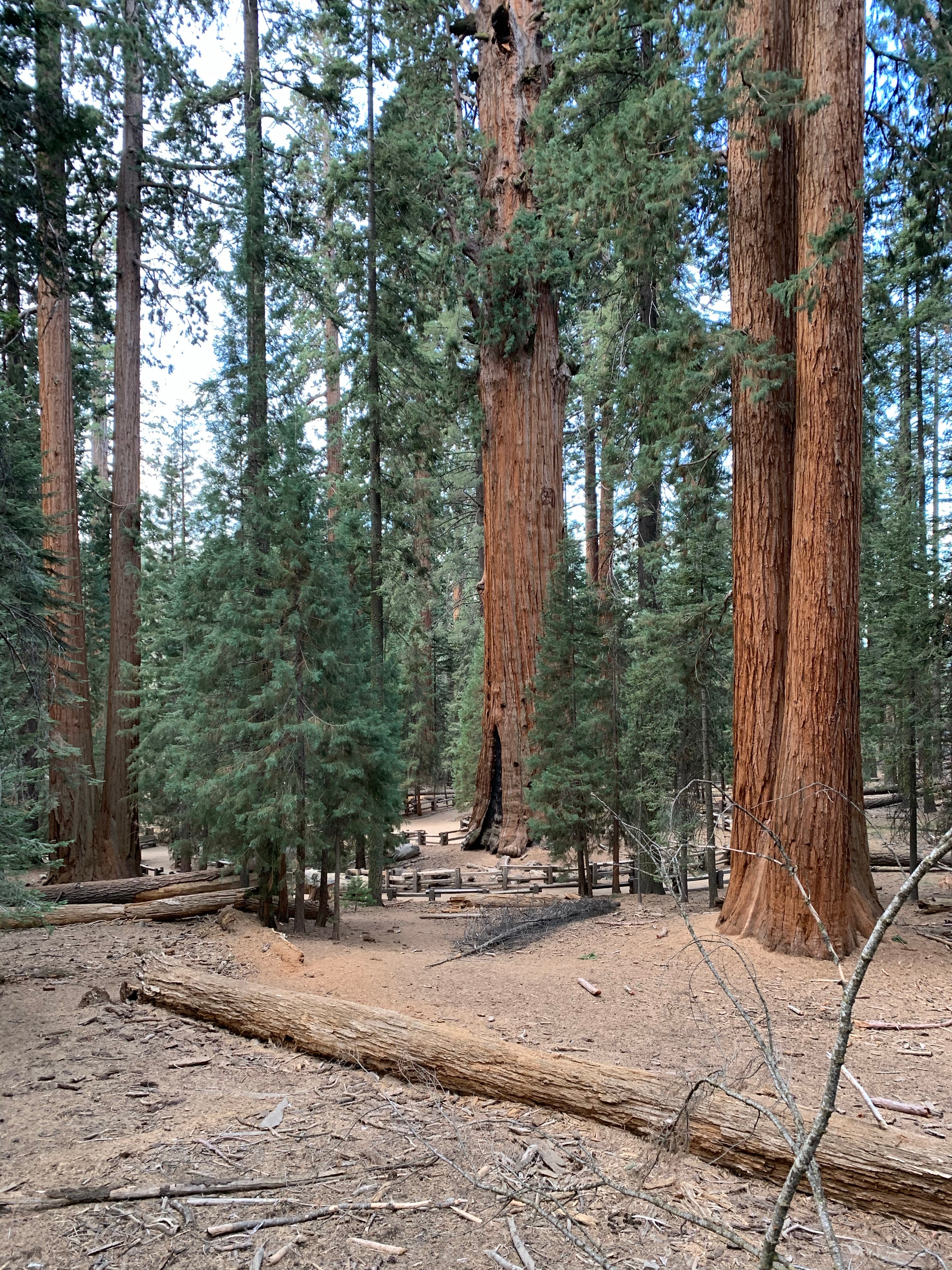 Camper submitted image from South Fork Campground — Sequoia National Park - 2