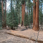 Review photo of South Fork Campground — Sequoia National Park by Brad C., June 23, 2021