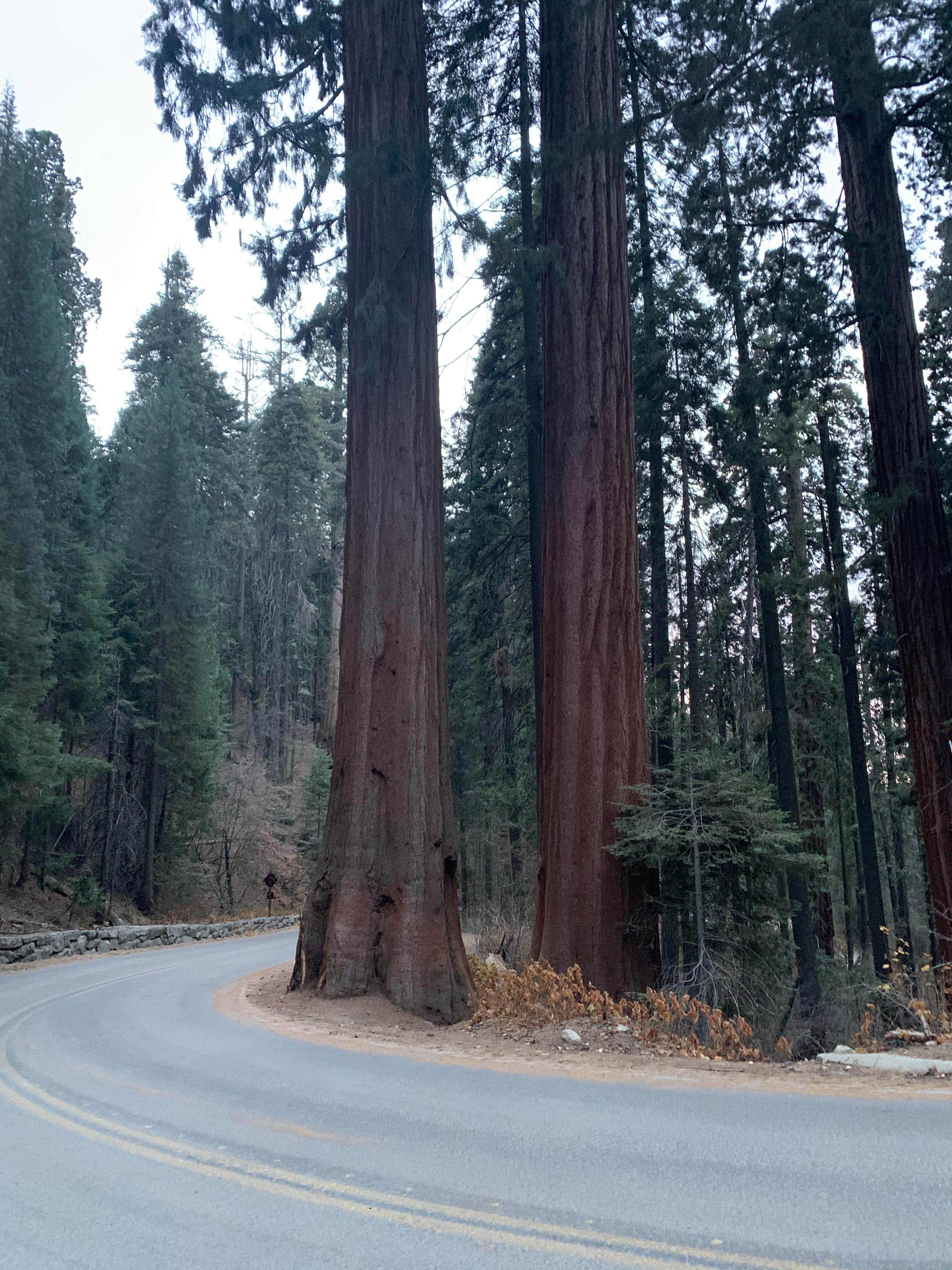 Review of South Fork Campground Sequoia National Park The Dyrt
