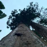 Review photo of South Fork Campground — Sequoia National Park by Brad C., June 23, 2021