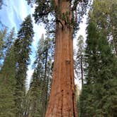 Review photo of South Fork Campground — Sequoia National Park by Brad C., June 23, 2021