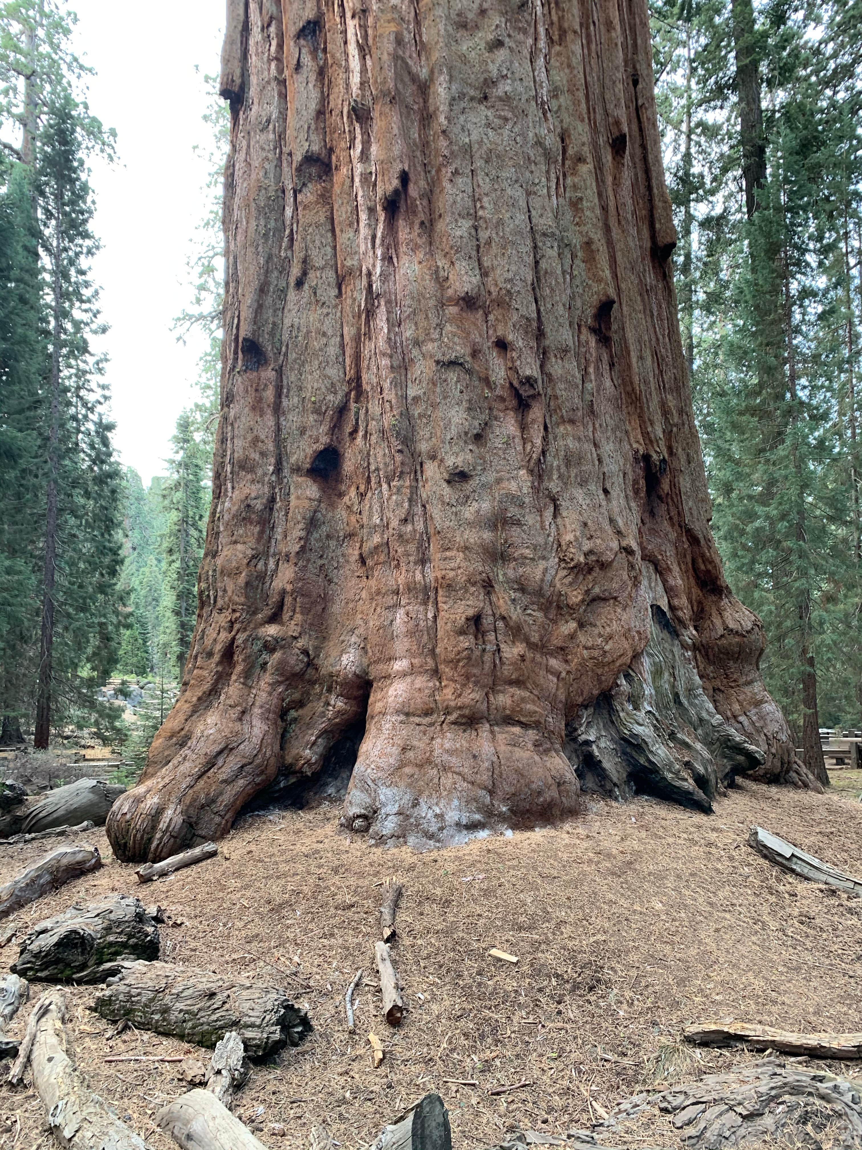 Atwell Mill Campground Sequoia National Park The Dyrt