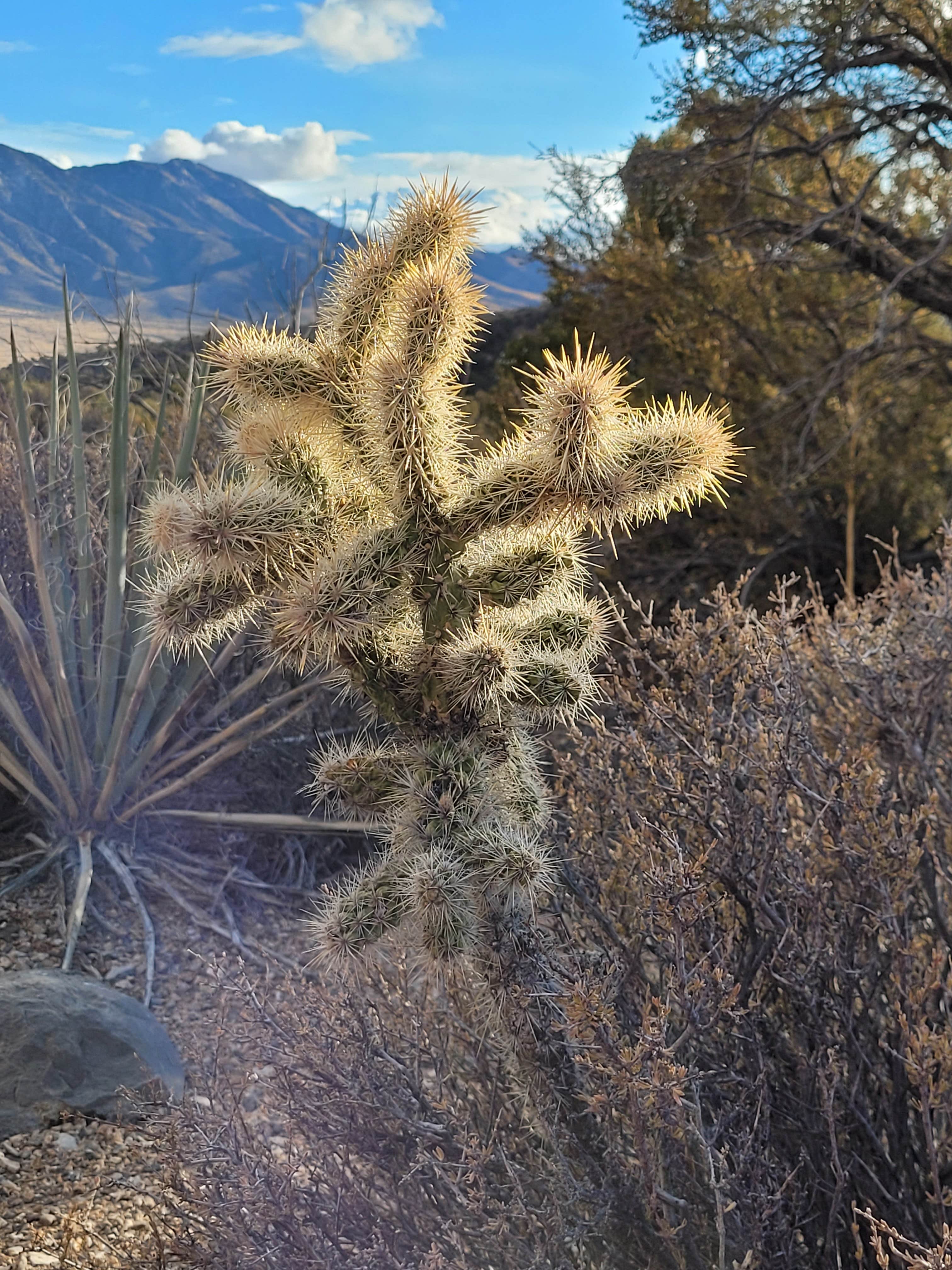 Camper submitted image from Lovell Canyon Dispersed Camping (Spring Mountain) - 4