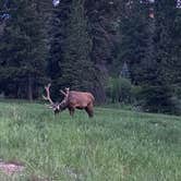 Review photo of East Portal Campground at Estes Park by Aakansha J., June 23, 2021