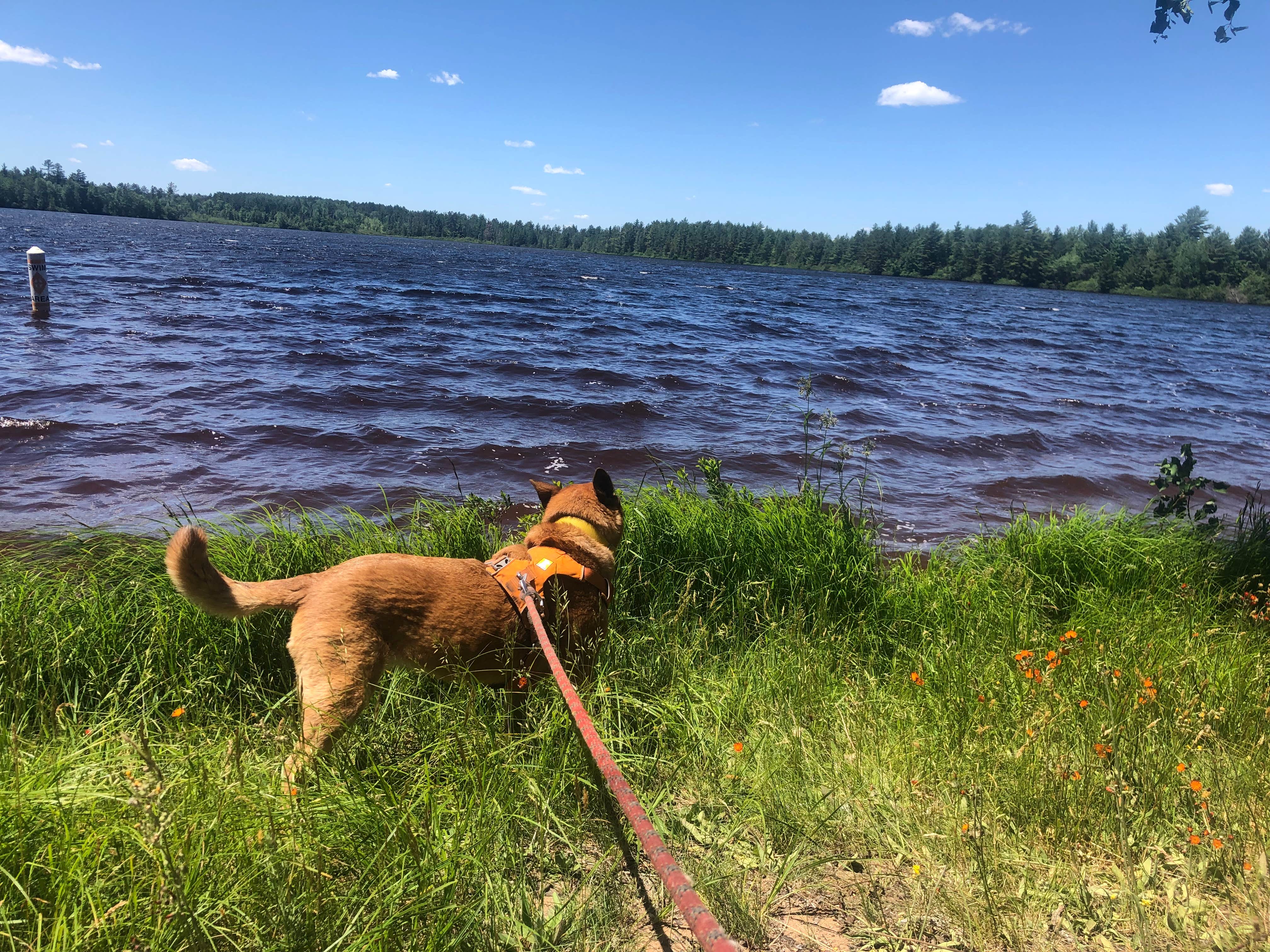 Art S.'s photo of camping with pets at Sandy Beach Lake Campground — Northern Highland State Forest near Chequamegon-Nicolet NF