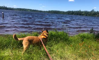 Art S.'s photo of camping with pets at Sandy Beach Lake Campground — Northern Highland State Forest in Wisconsin