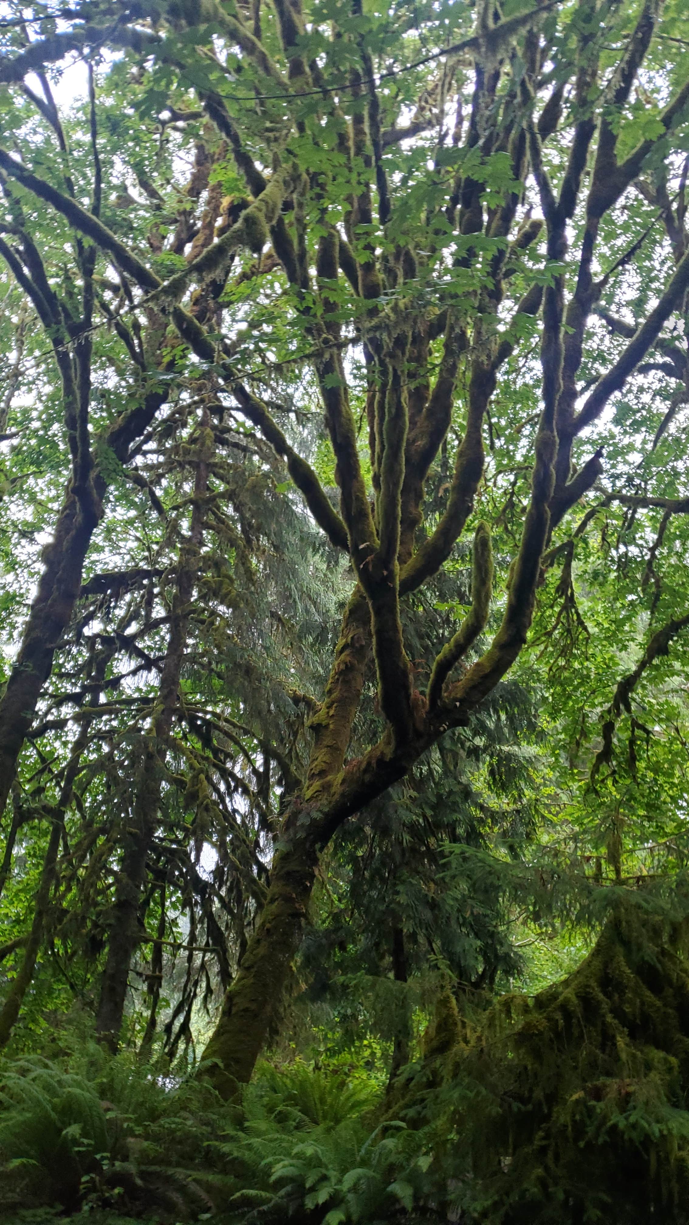 Camper-submitted photo at Falls Creek Campground near Olympic National Park