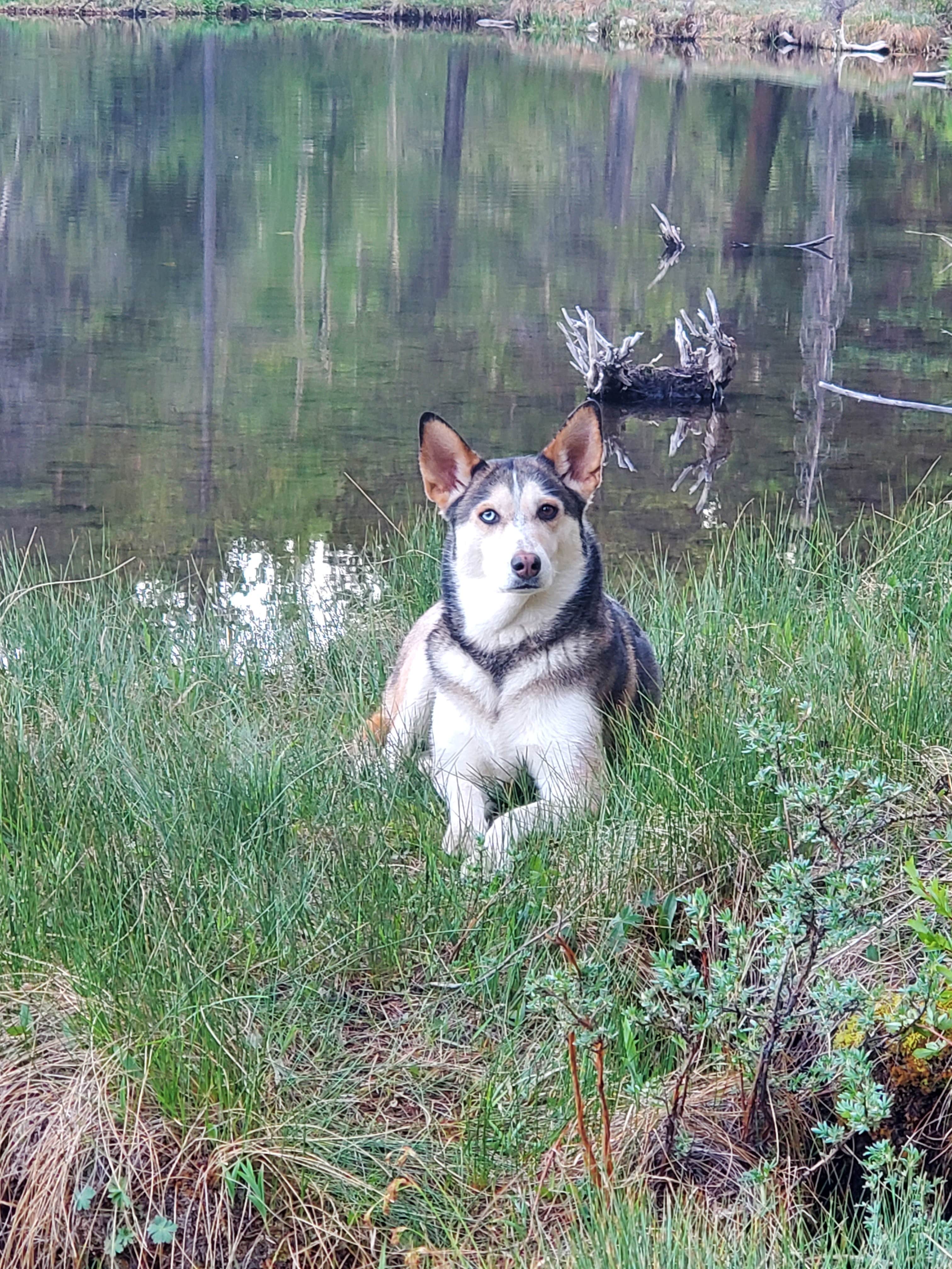 Cheyenne D.'s photo of camping with pets at Clear Creek Reservoir near Granite, CO