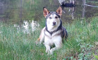 Cheyenne D.'s photo of camping with pets at Clear Creek Reservoir in Colorado