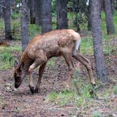Review photo of Grant Village Campground — Yellowstone National Park by Celina M., June 11, 2018