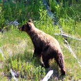 Review photo of Grant Village Campground — Yellowstone National Park by Celina M., June 11, 2018