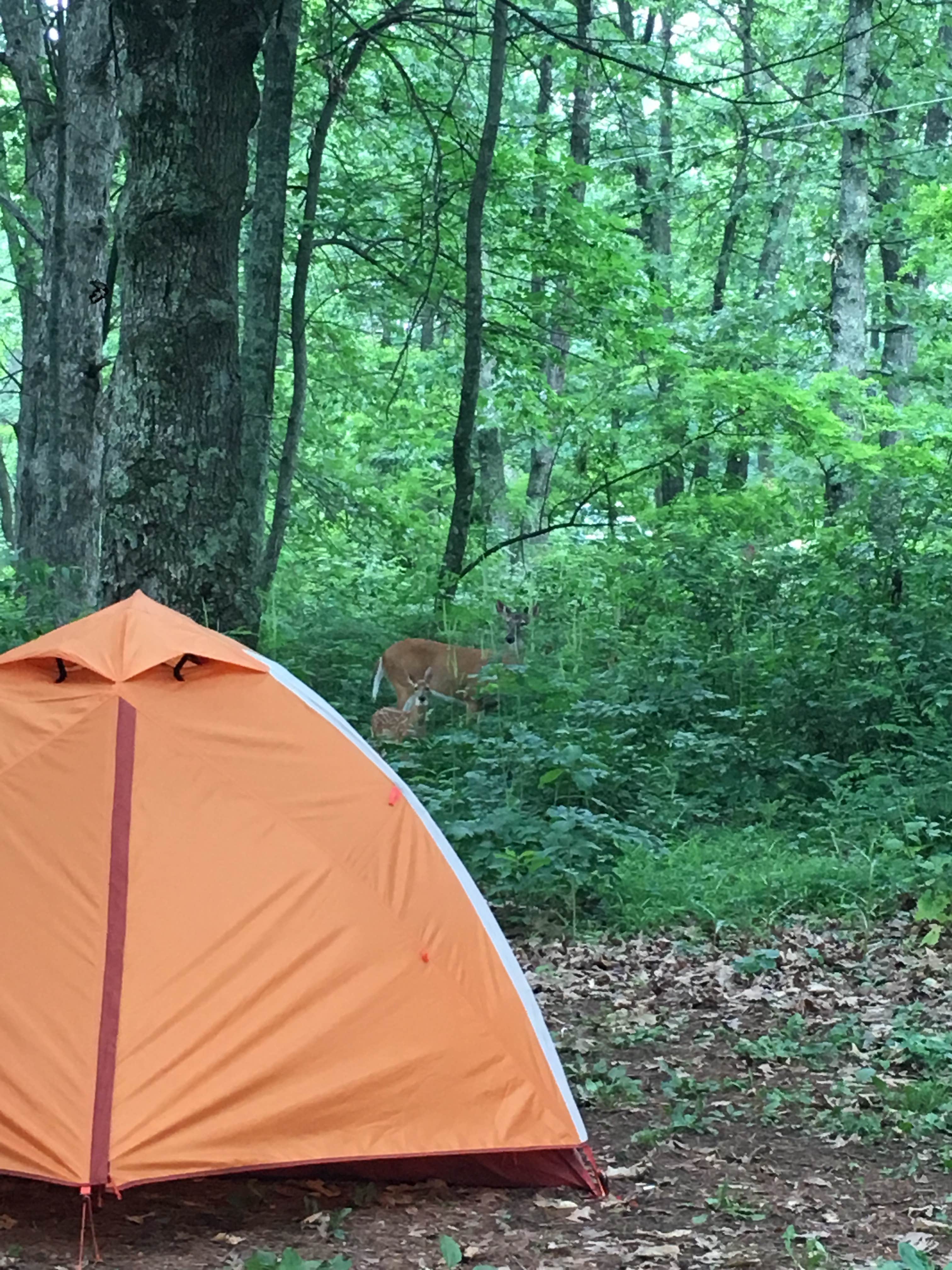 Camper submitted image from Mathews Arm Campground — Shenandoah National Park - 3